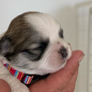 Meet your Posher, Patty